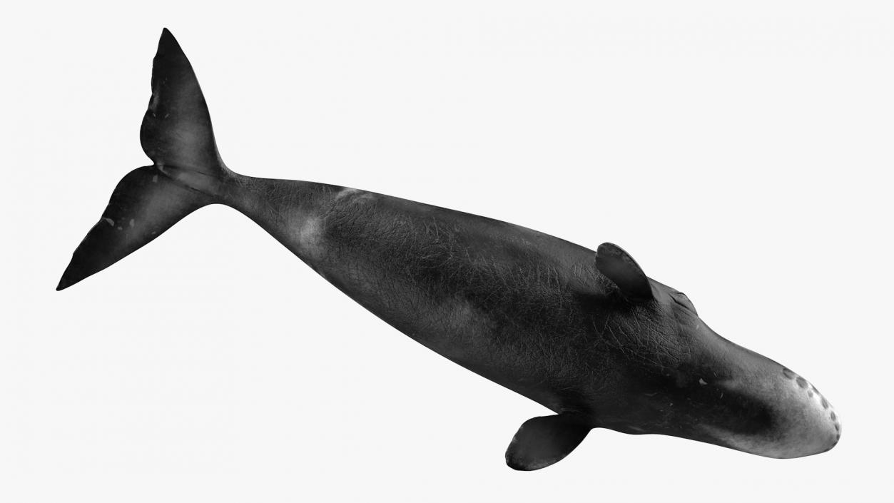 3D Bowhead Whale model