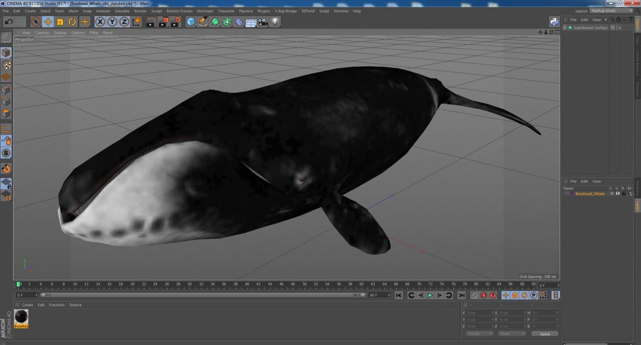 3D Bowhead Whale model