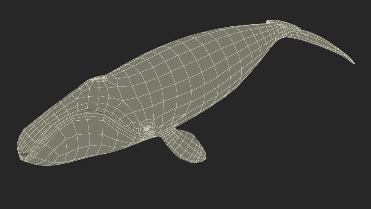 3D Bowhead Whale model