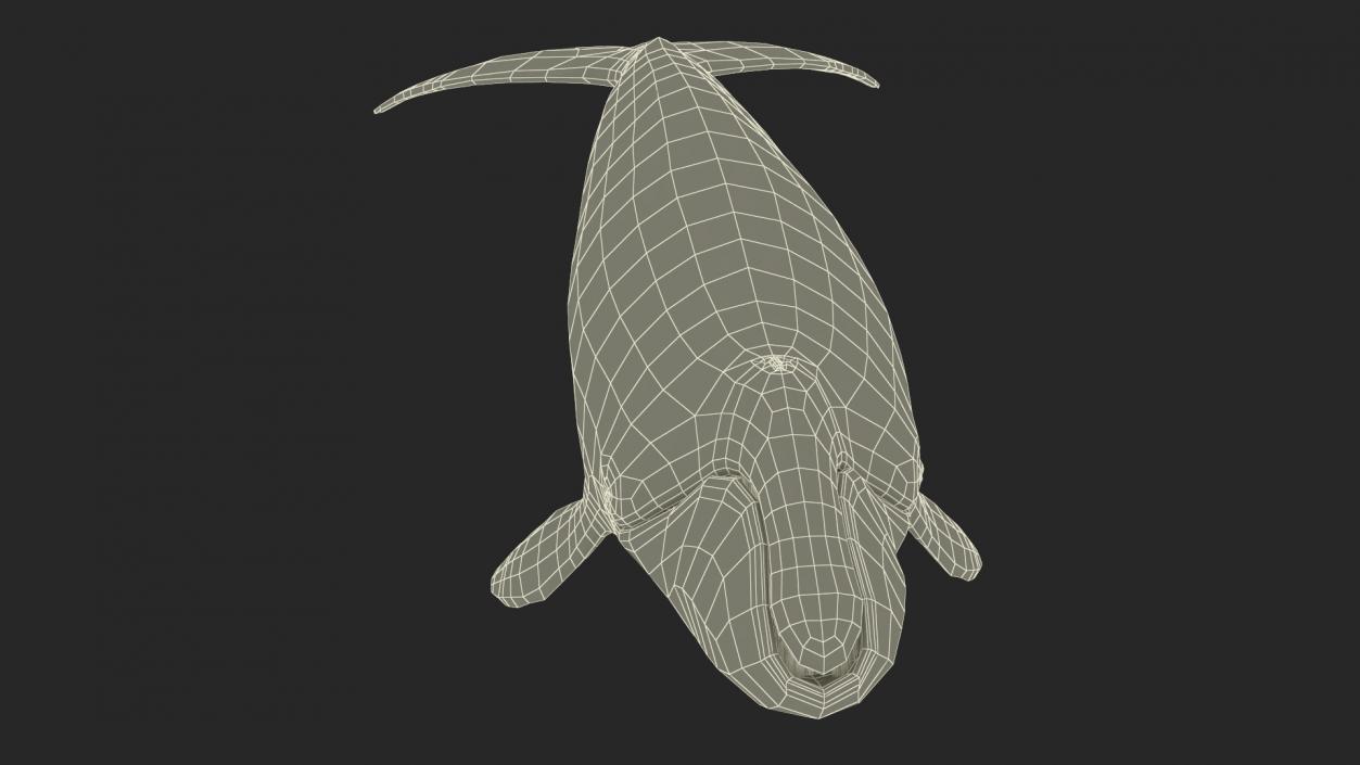 3D Bowhead Whale model