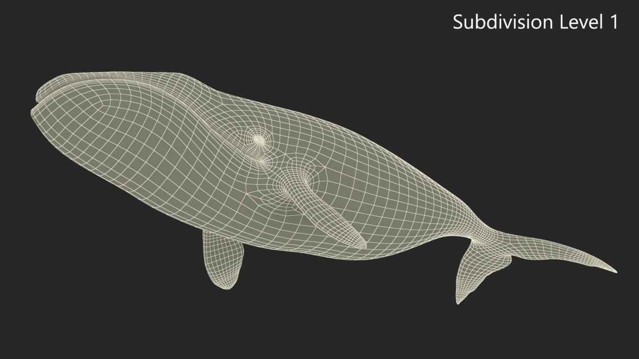 3D Bowhead Whale model