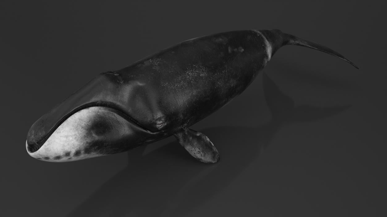 3D Bowhead Whale model