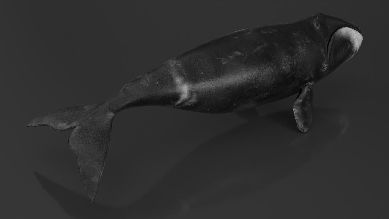 3D Bowhead Whale model