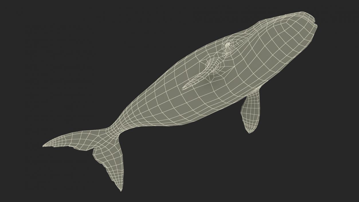 3D Bowhead Whale model