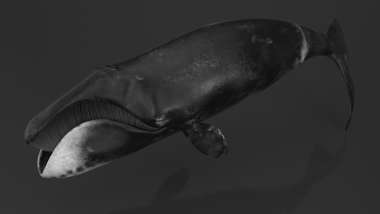 3D Resting Bowhead Whale