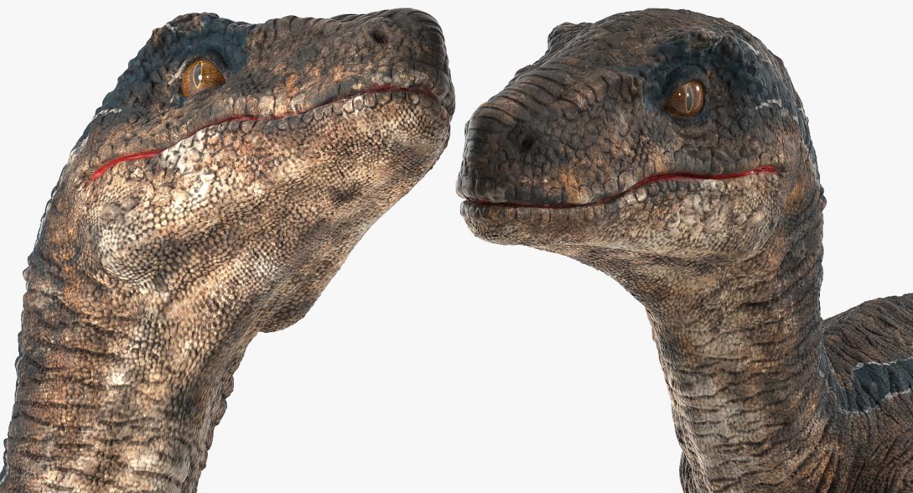 3D model Velociraptor Walking Pose