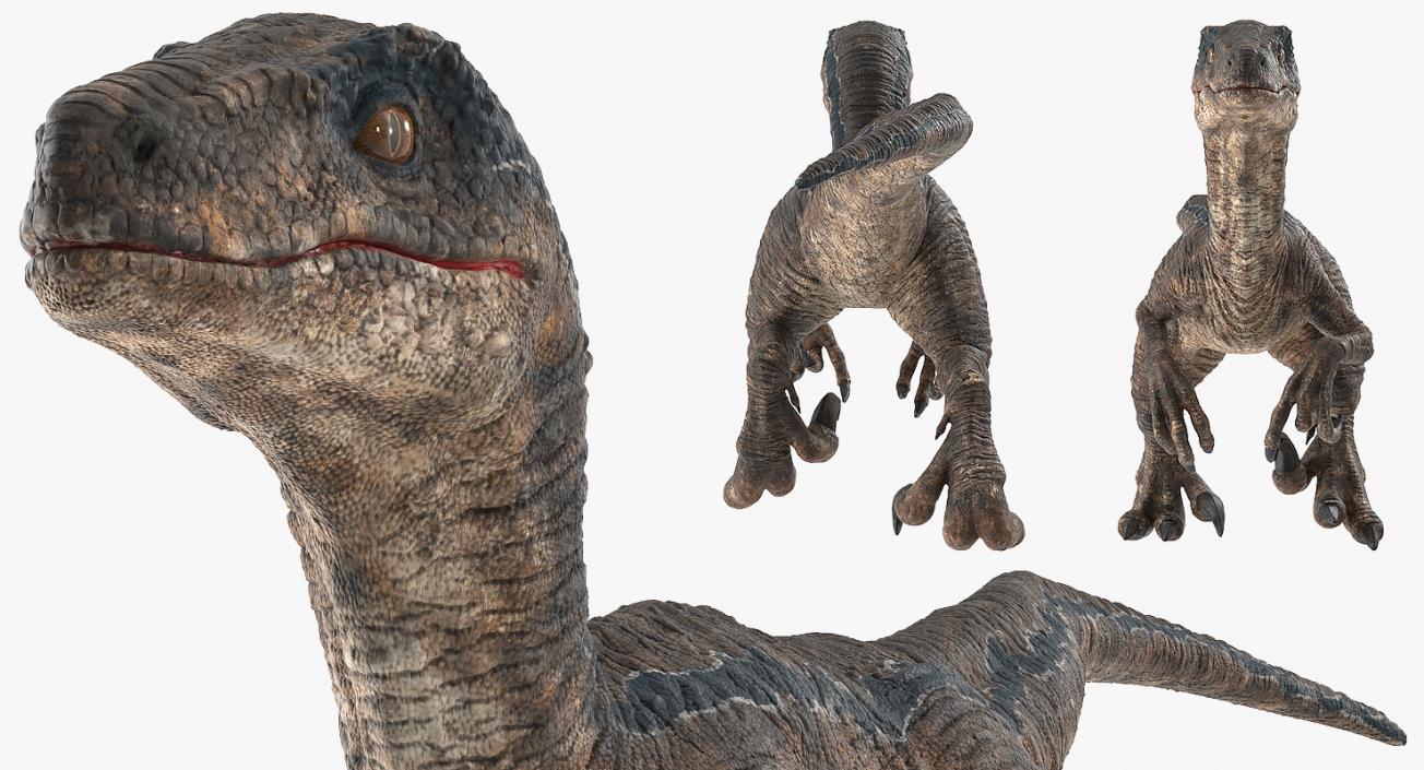 3D model Velociraptor Walking Pose