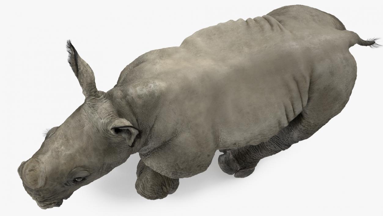 Rhino Baby Running Pose Fur 3D