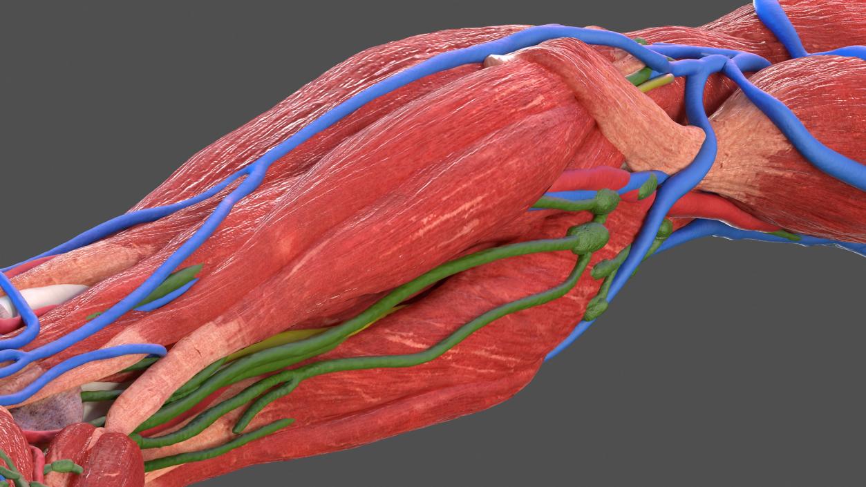 3D Male Arm Full Anatomy