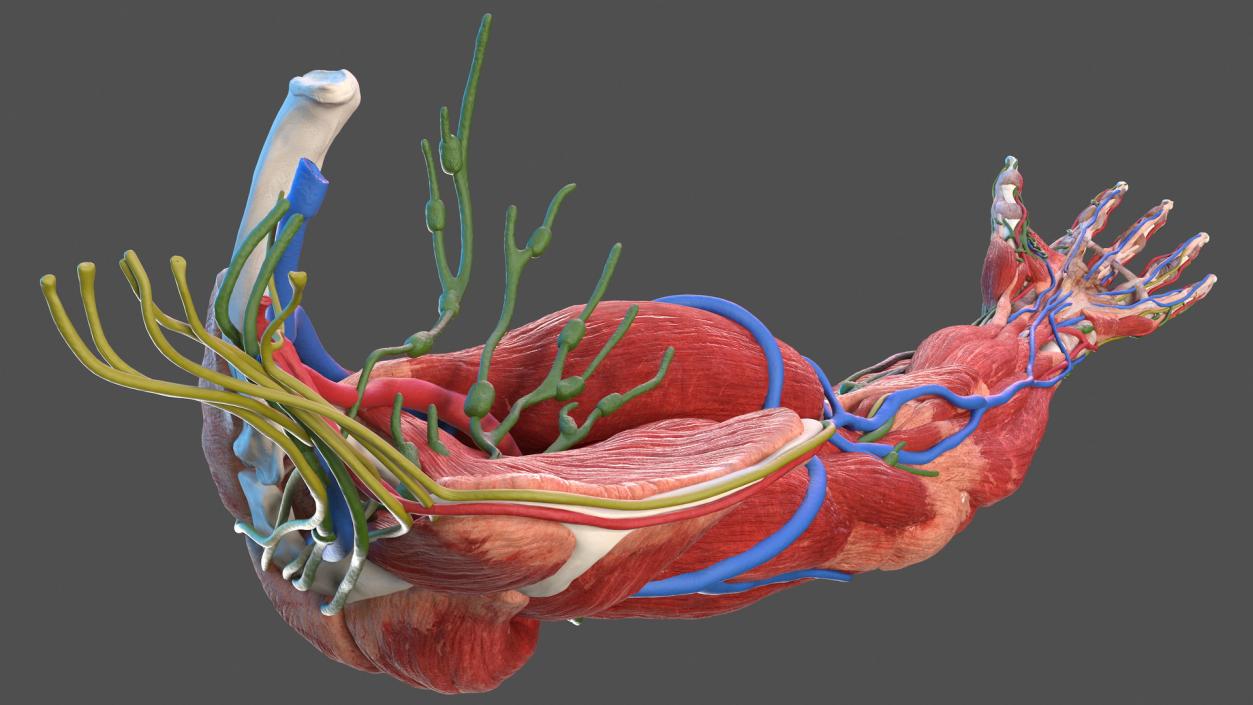 3D Male Arm Full Anatomy