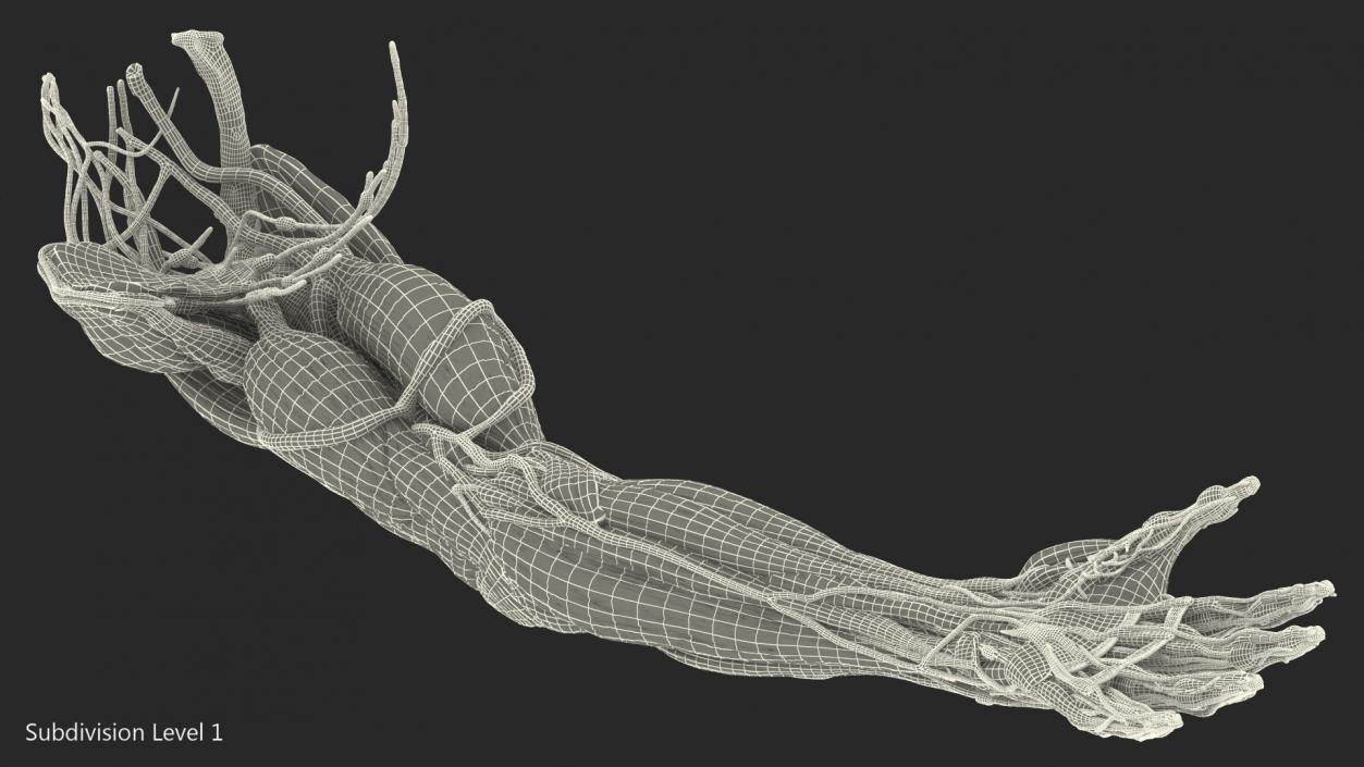 3D Male Arm Full Anatomy