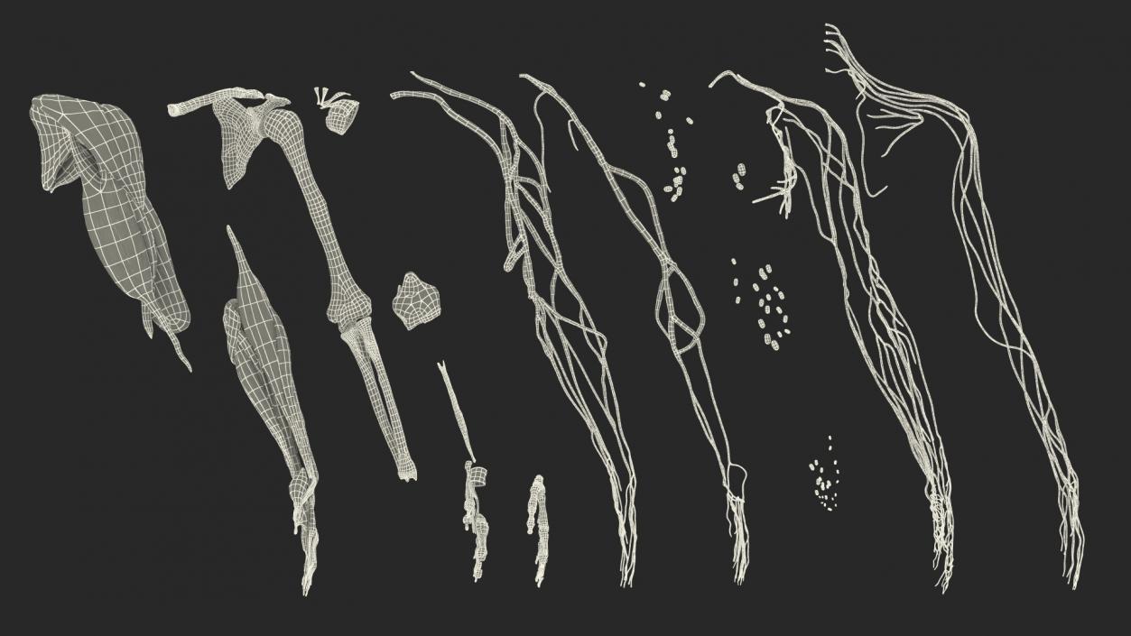 3D Male Arm Full Anatomy