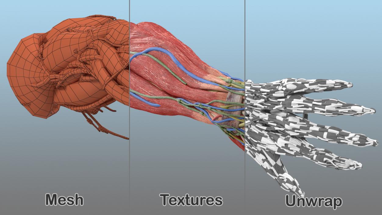 3D Male Arm Full Anatomy