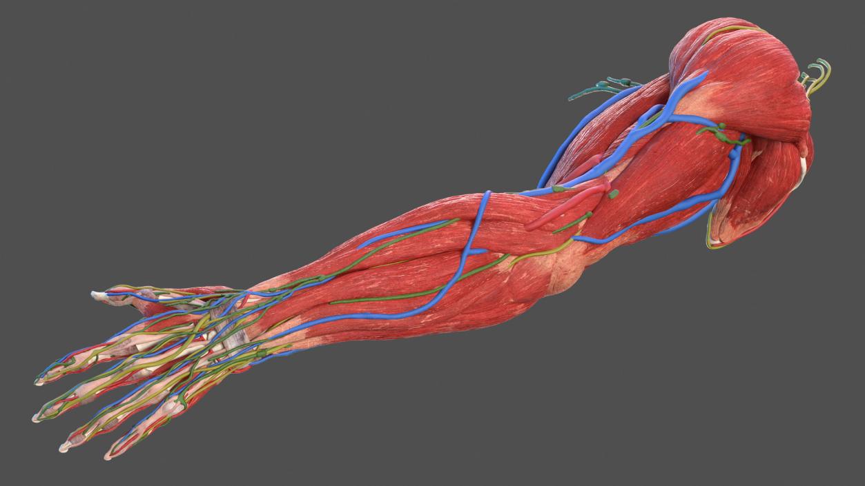 3D Male Arm Full Anatomy