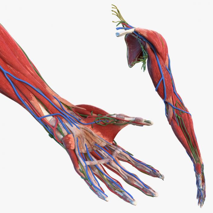 3D Male Arm Full Anatomy