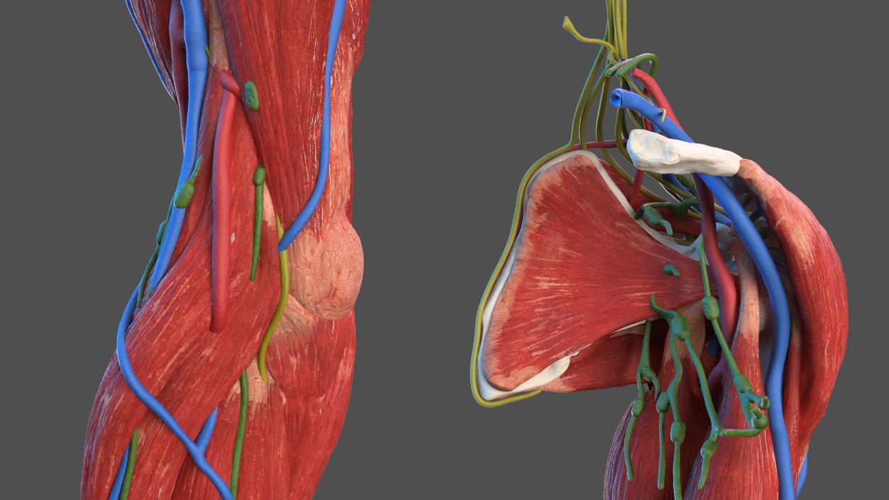 3D Male Arm Full Anatomy