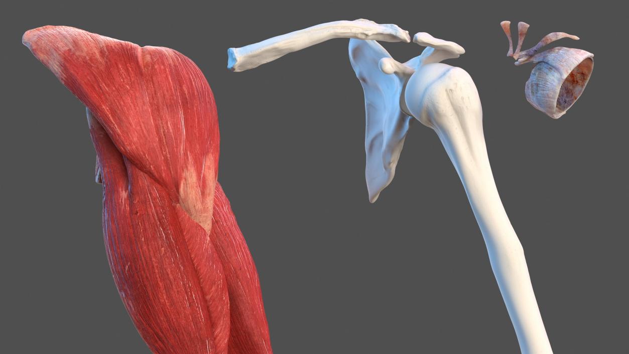 3D Male Arm Full Anatomy