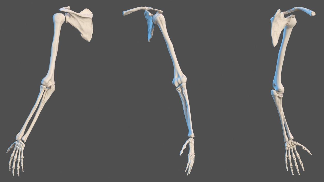 3D Male Arm Full Anatomy