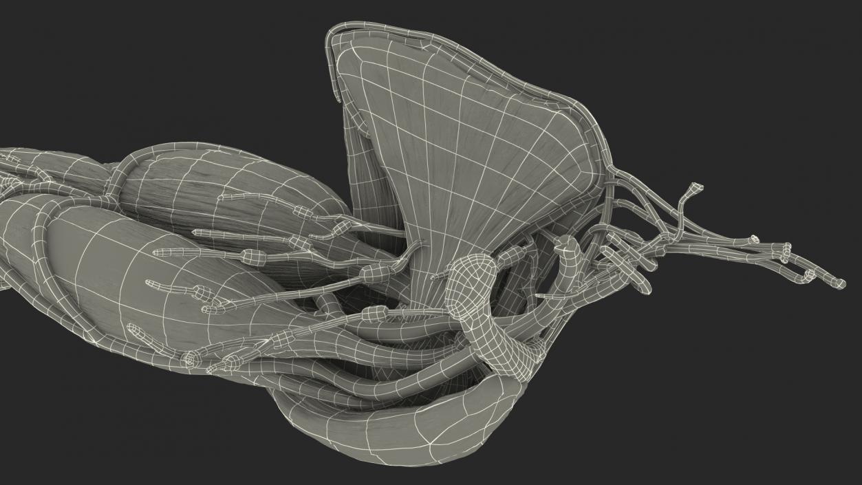 3D Male Arm Full Anatomy