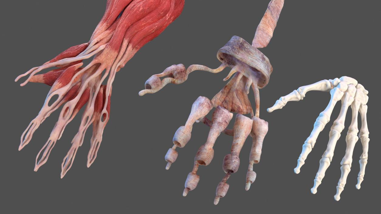 3D Male Arm Full Anatomy