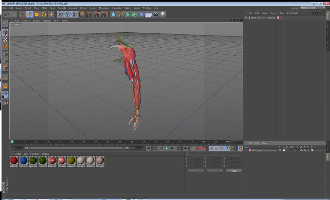 3D Male Arm Full Anatomy