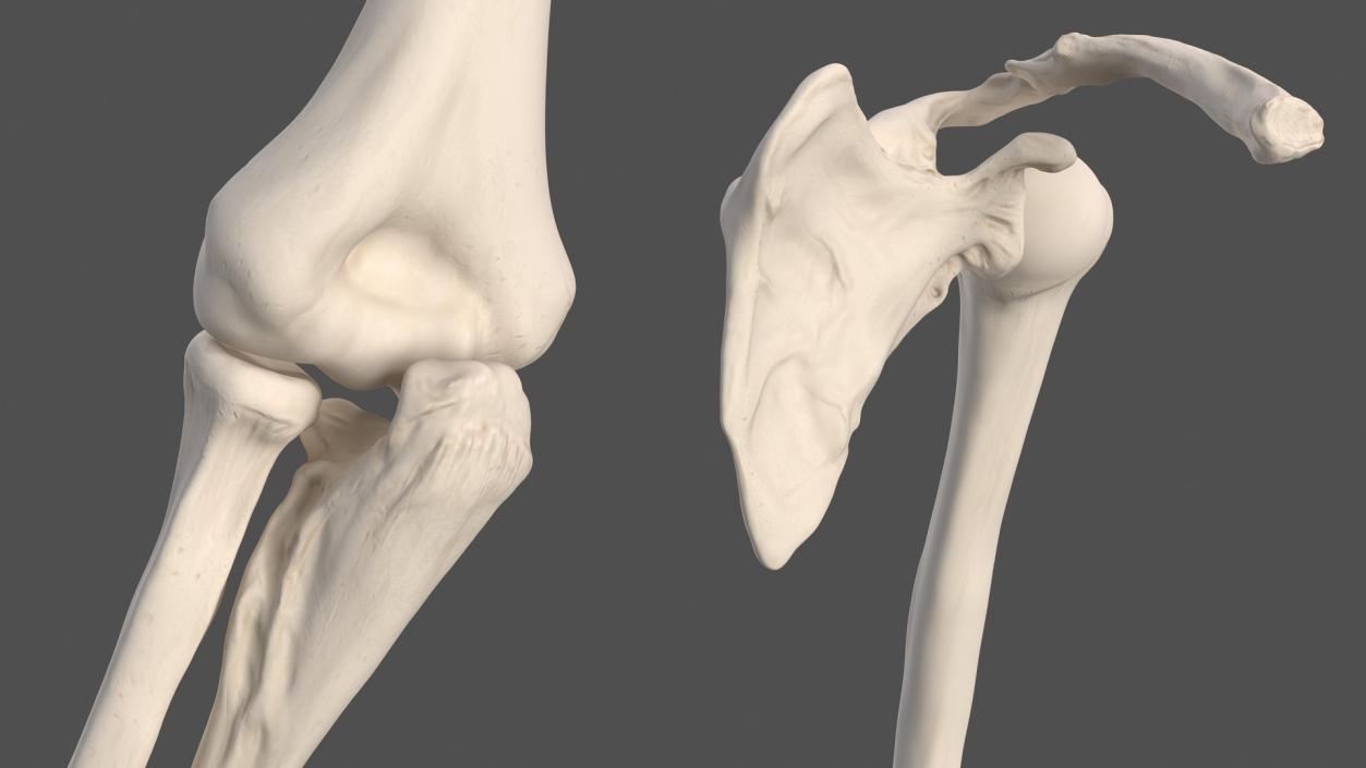 3D Male Arm Full Anatomy