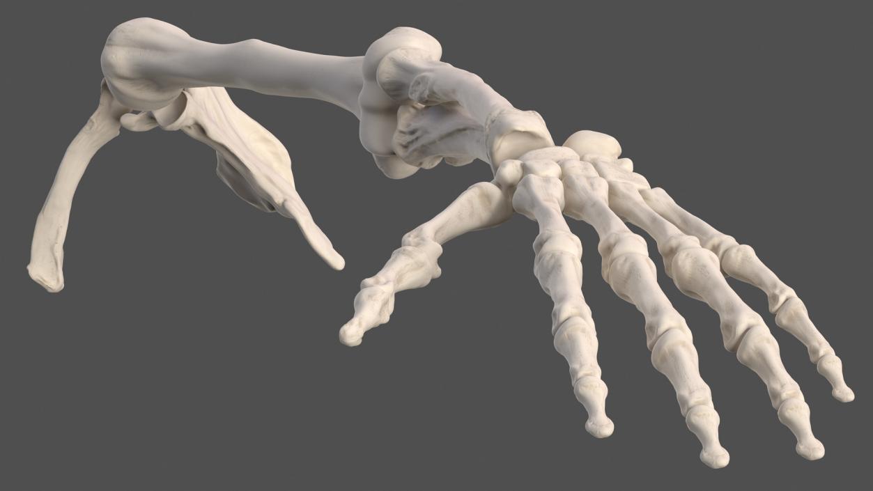 3D Male Arm Full Anatomy