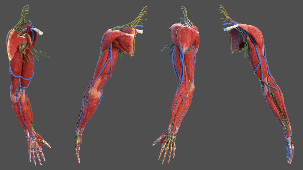 3D Male Arm Full Anatomy