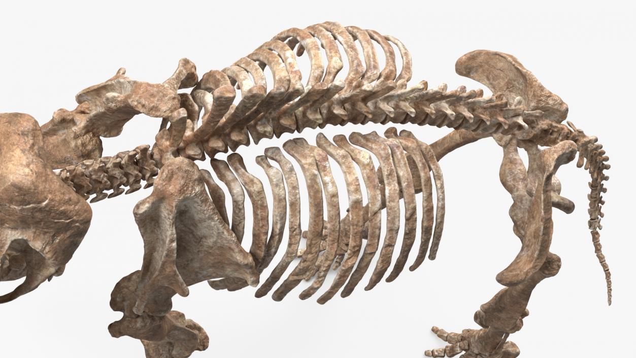 3D Mammoth Adult with Skeleton Collection model