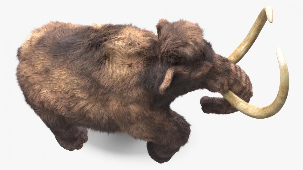 3D Mammoth Adult with Skeleton Collection model