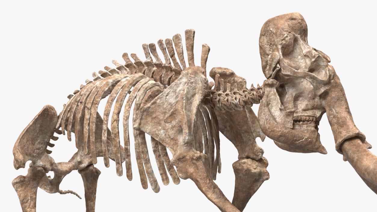 3D Mammoth Adult with Skeleton Collection model