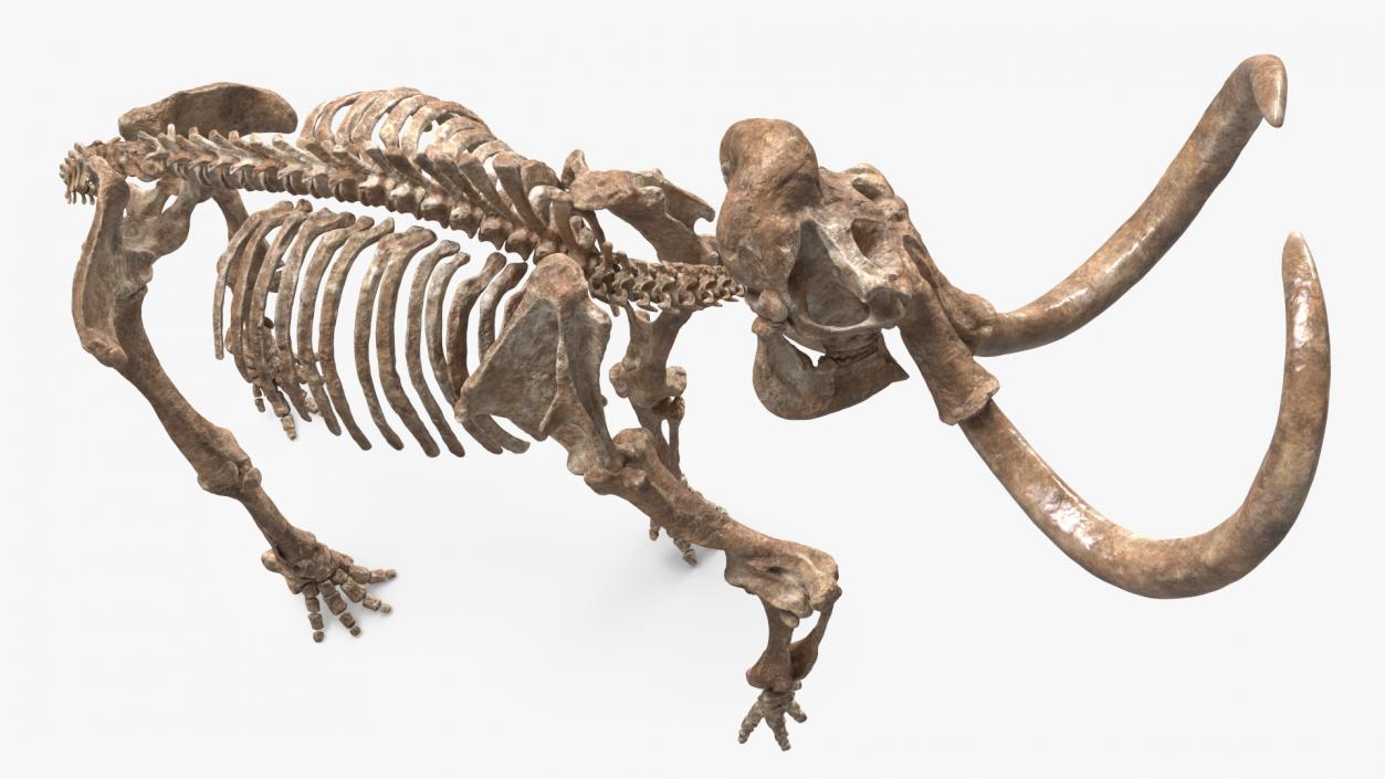 3D Mammoth Adult with Skeleton Collection model