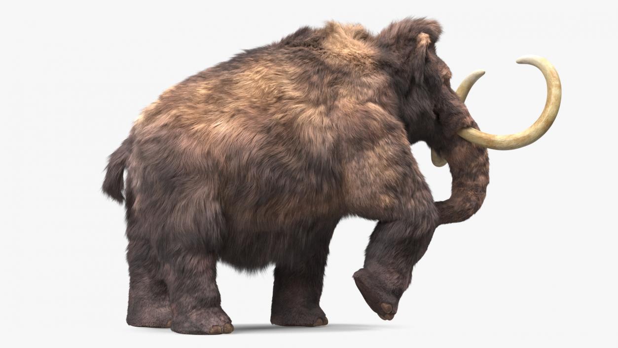 3D Mammoth Adult with Skeleton Collection model