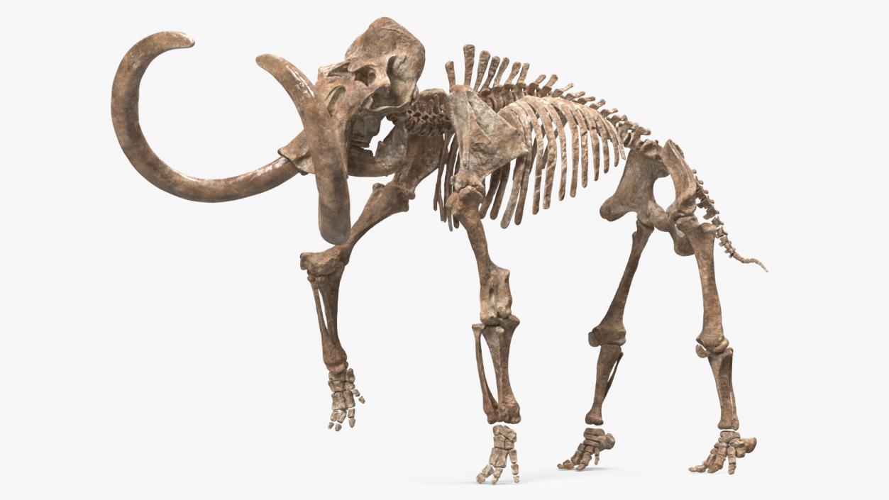 3D Mammoth Adult with Skeleton Collection model