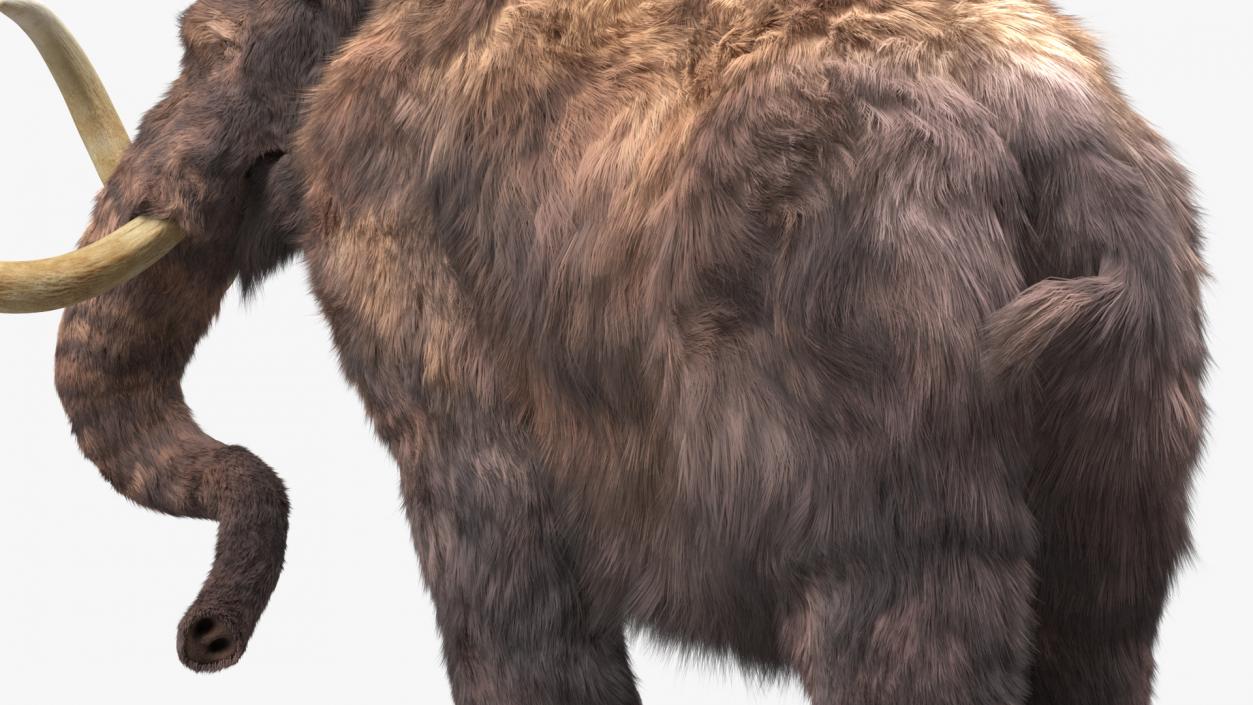 3D Mammoth Adult with Skeleton Collection model