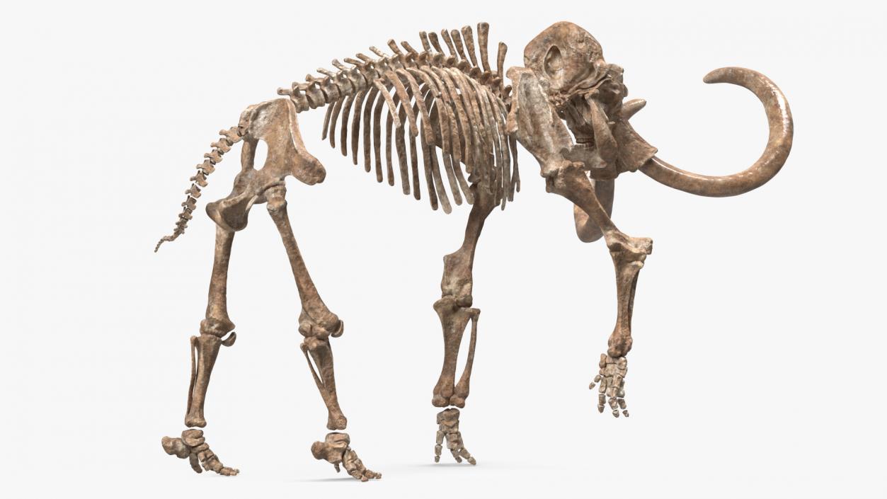 3D Mammoth Adult with Skeleton Collection model