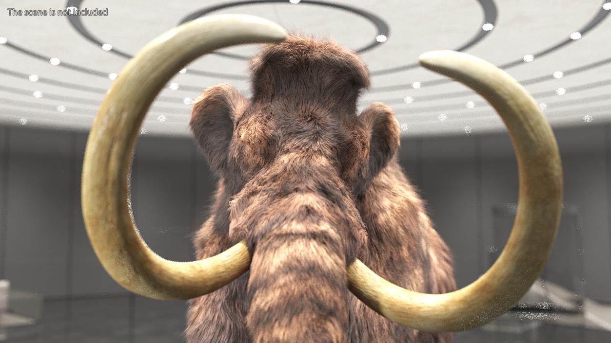 3D Mammoth Adult with Skeleton Collection model