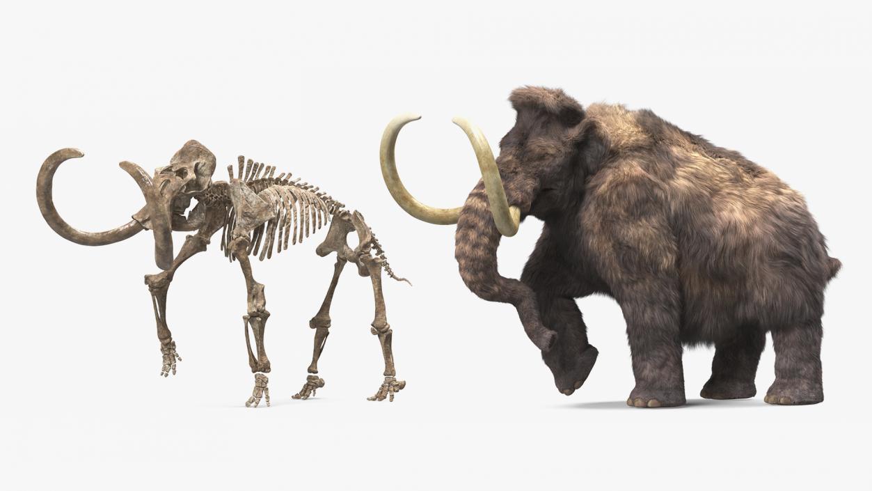 3D Mammoth Adult with Skeleton Collection model