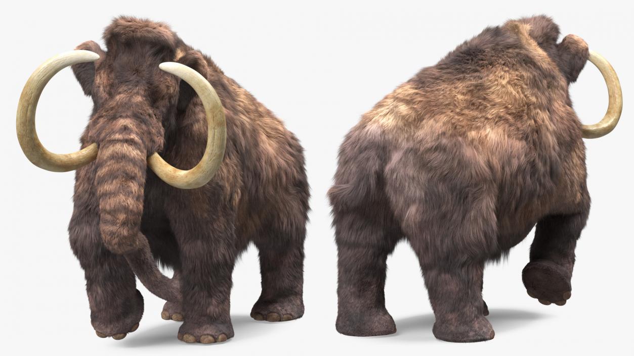 3D Mammoth Adult with Skeleton Collection model