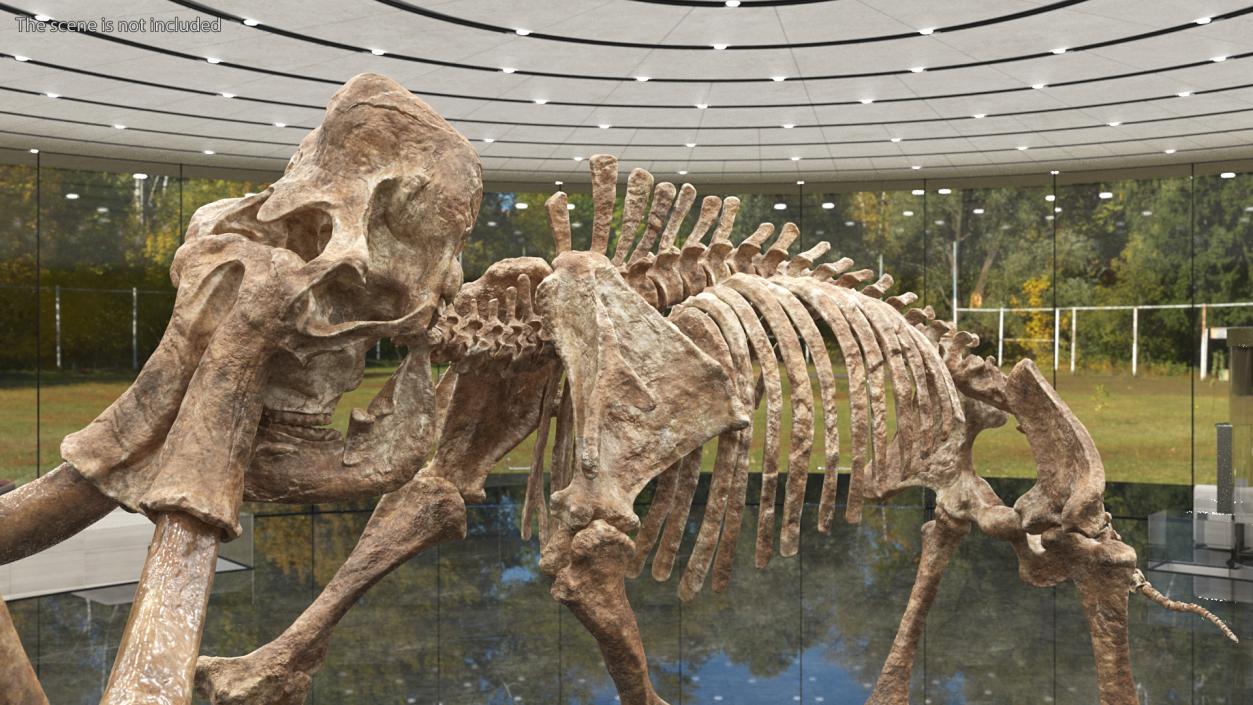 3D Mammoth Adult with Skeleton Collection model