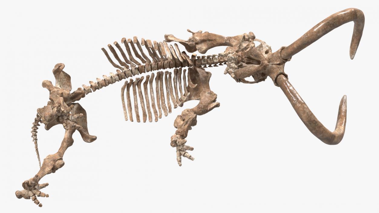 3D Mammoth Adult with Skeleton Collection model