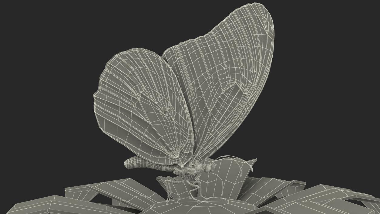 3D Animated Monarch Butterfly Collects Nectar Fur Rigged model