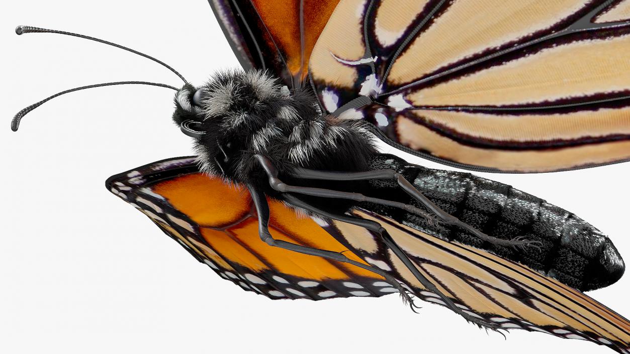 3D Animated Monarch Butterfly Collects Nectar Fur Rigged model