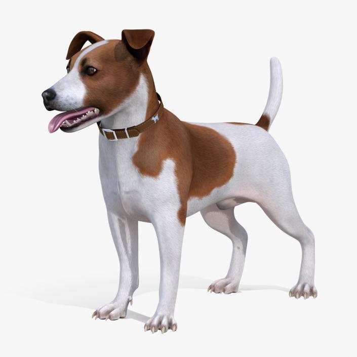 3D Spotted Jack Russell Terrier Attention Pose model