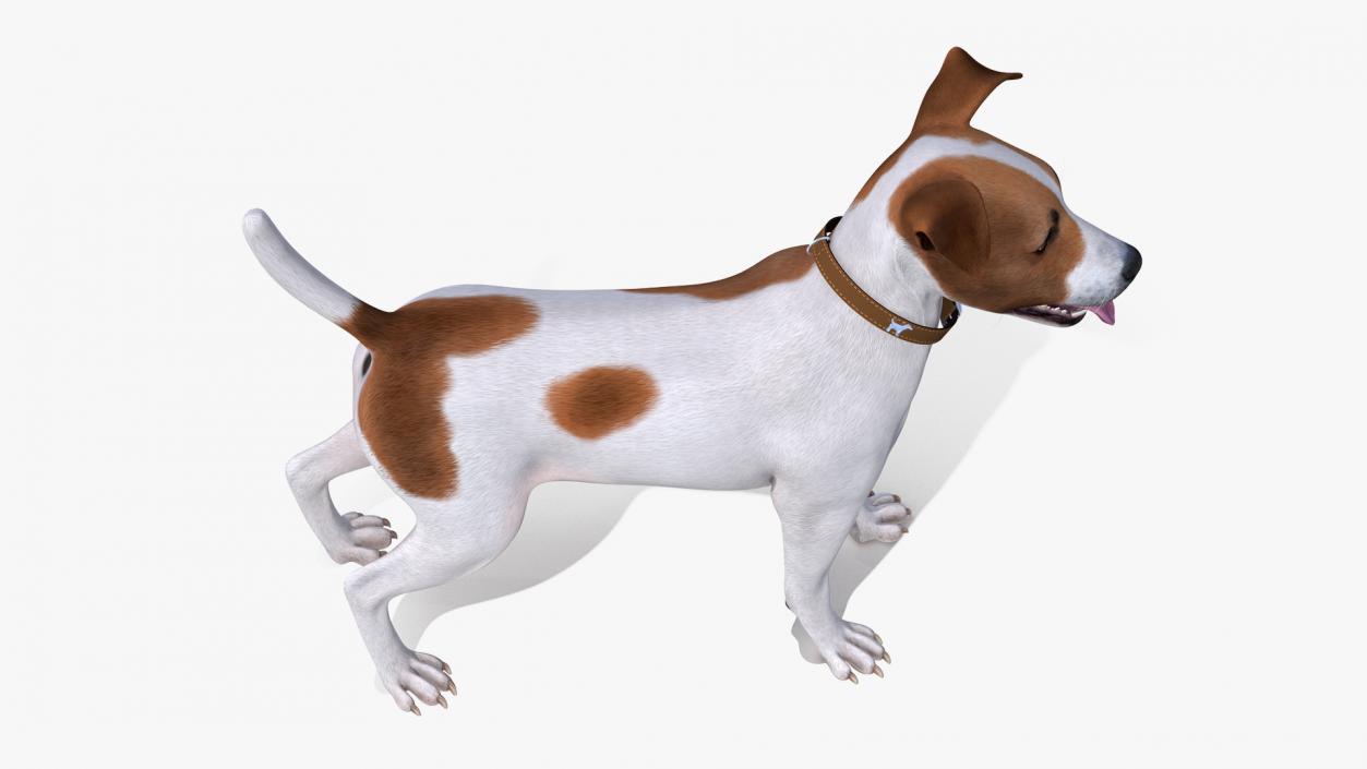 3D Spotted Jack Russell Terrier Attention Pose model