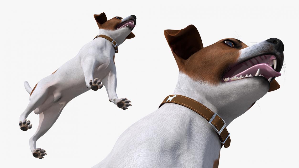 3D Spotted Jack Russell Terrier Attention Pose model