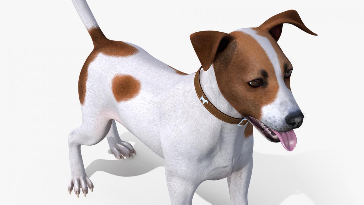 3D Spotted Jack Russell Terrier Attention Pose model