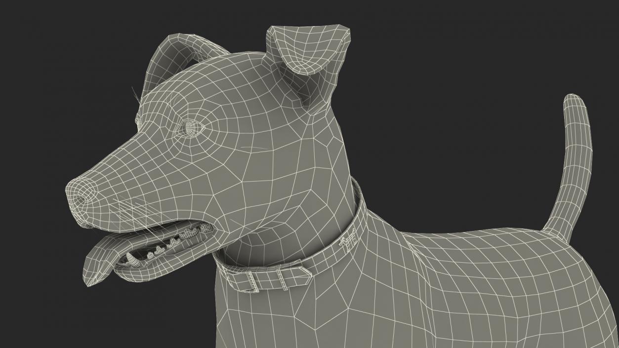 3D Spotted Jack Russell Terrier Attention Pose model