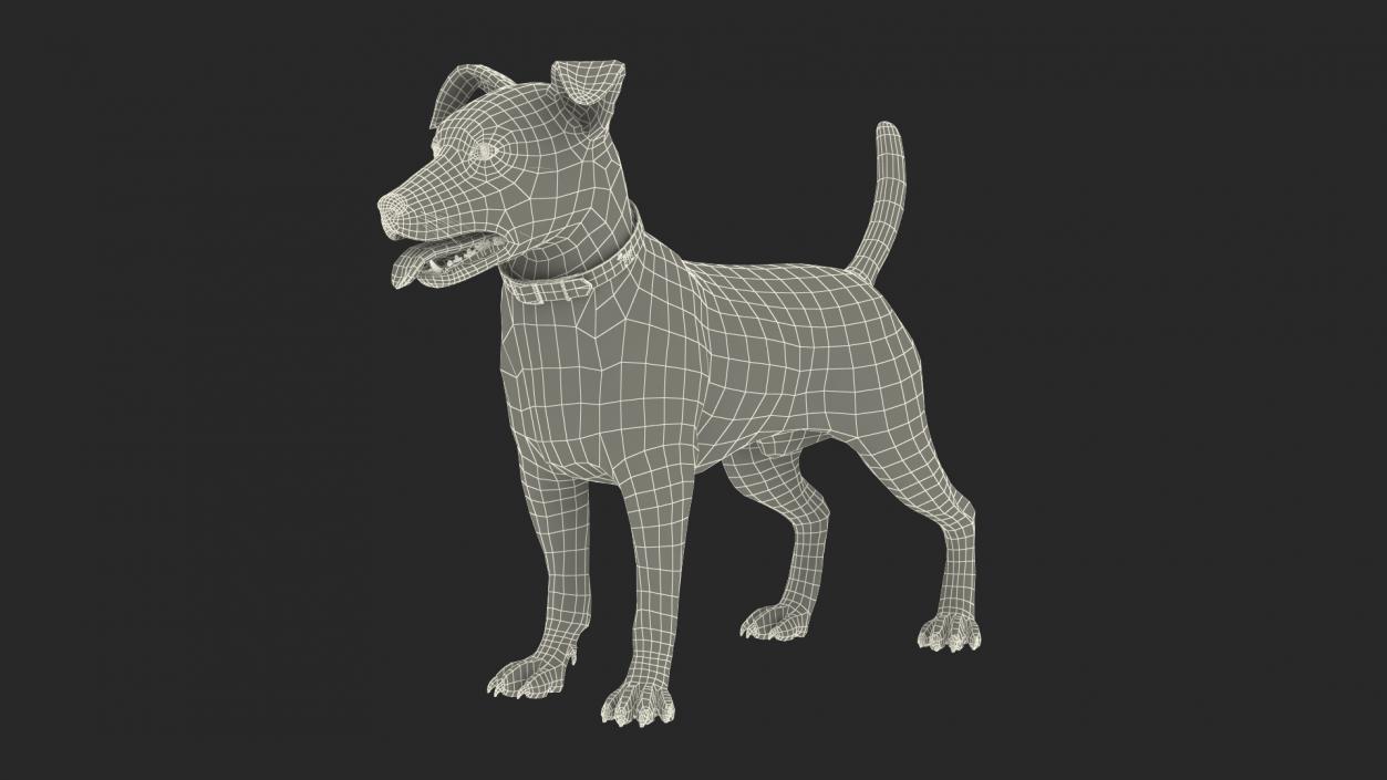 3D Spotted Jack Russell Terrier Attention Pose model