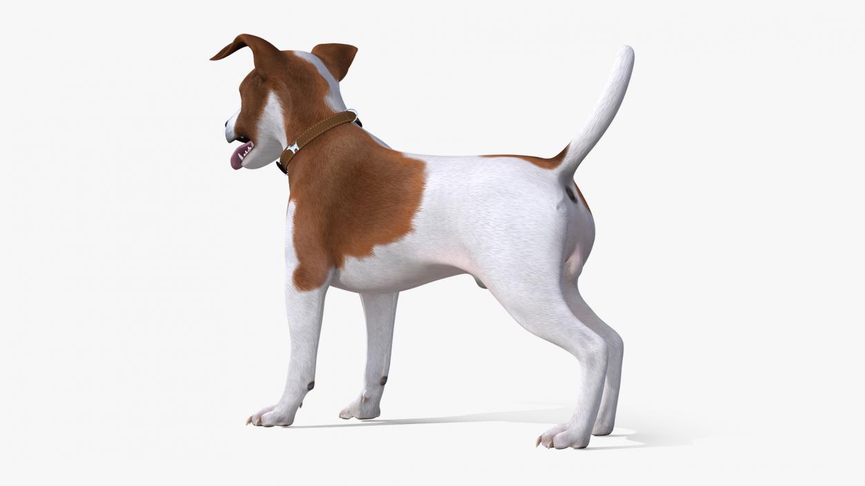 3D Spotted Jack Russell Terrier Attention Pose model